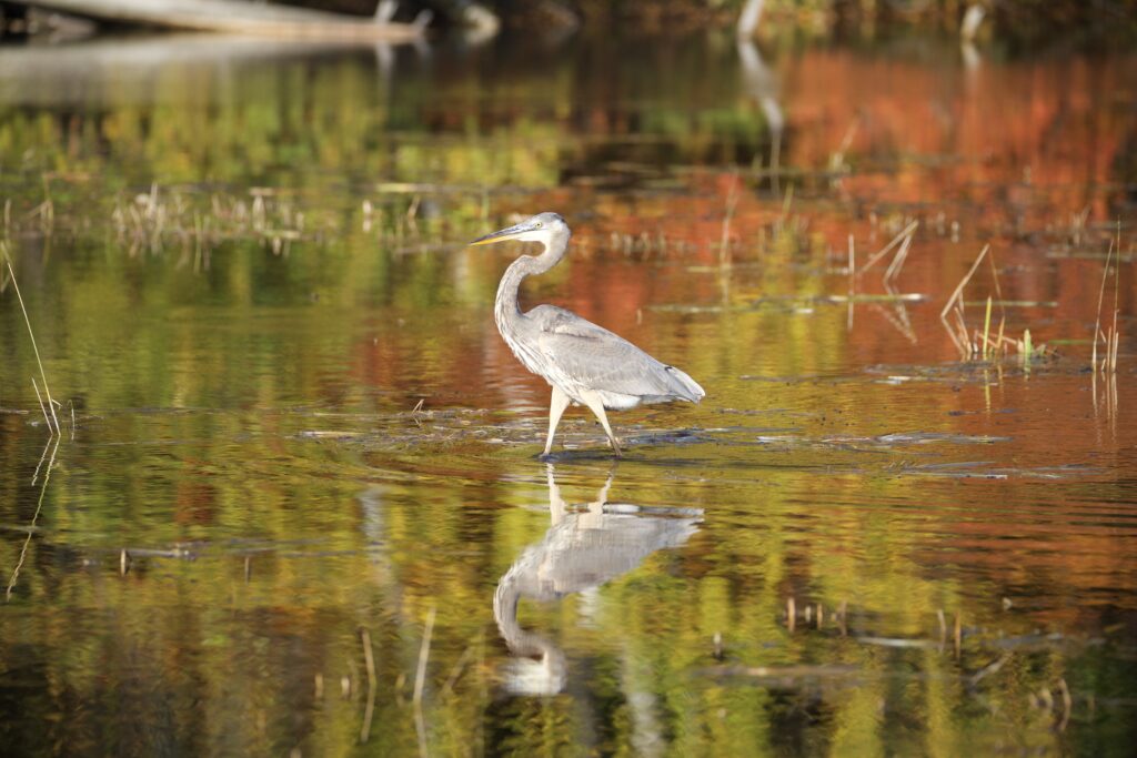 Great blue heron standing in calm autumn water
