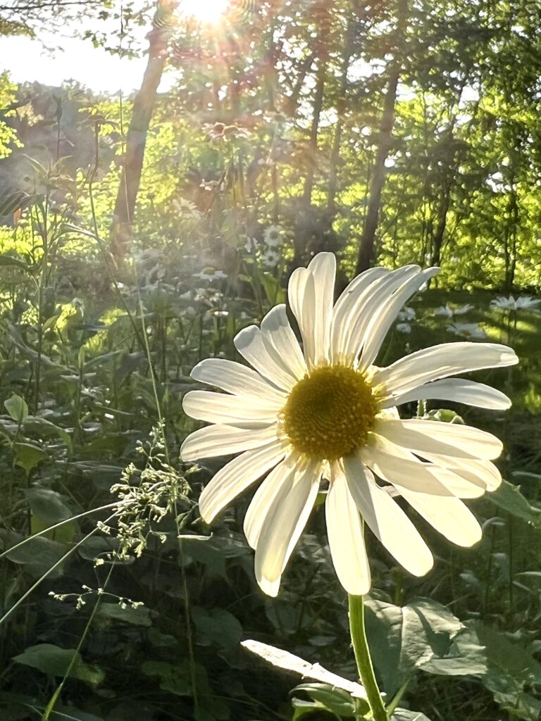 White daisy in the morning sunlight in Wisconsin
